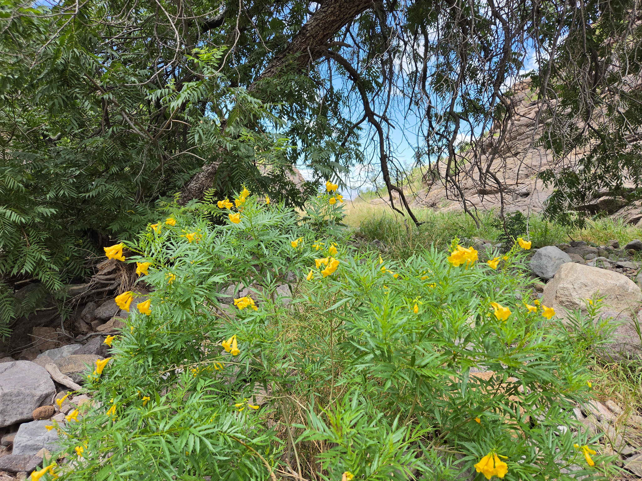 Yellow Bells or Esperanza